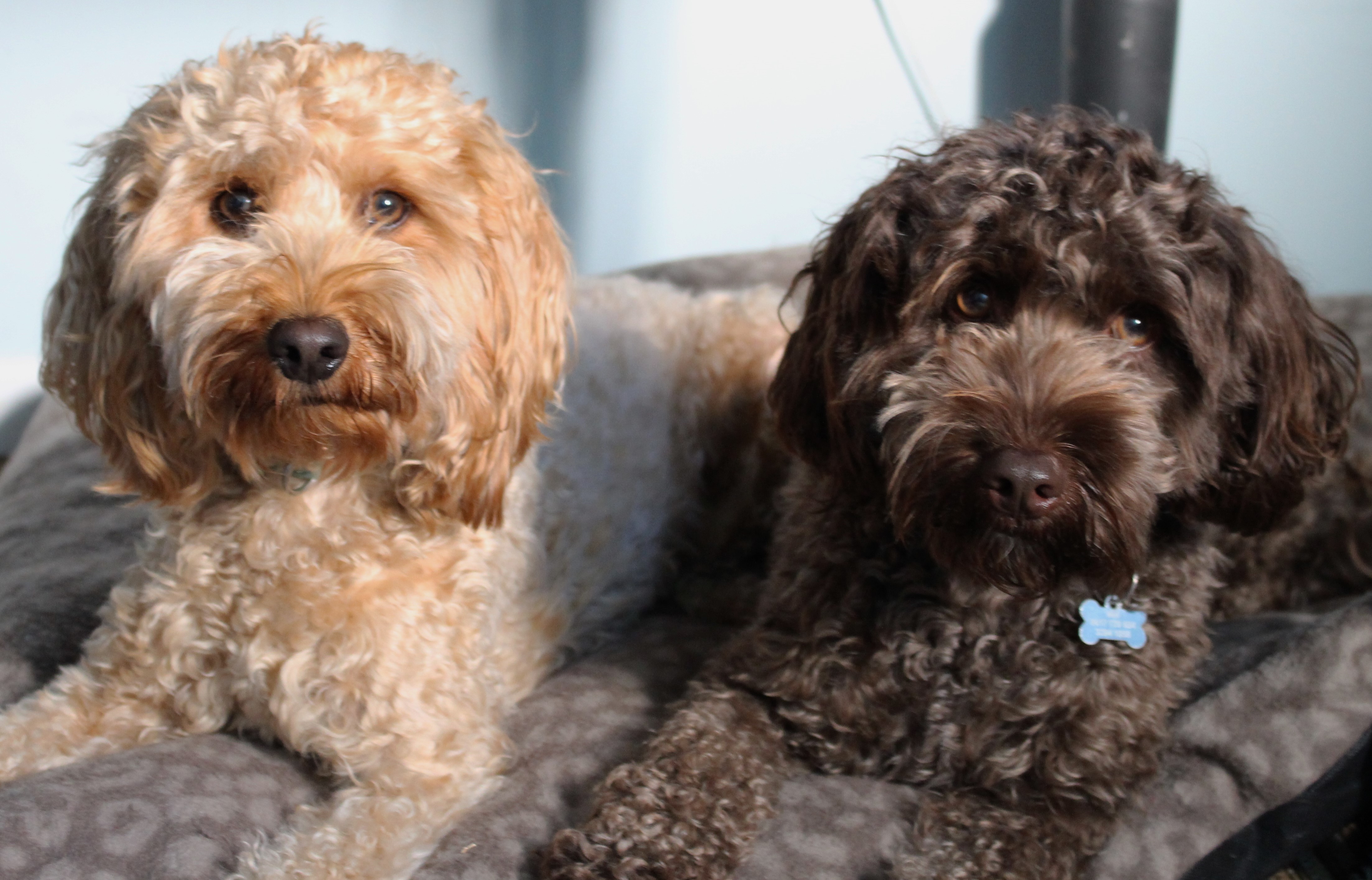 Hamish and Murphy therapy dogs Speech therapy dogs